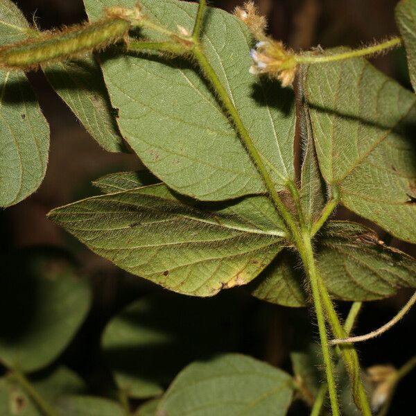 Calopogonium mucunoides 叶