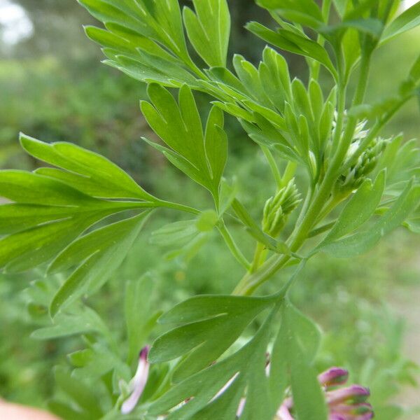 Fumaria gaillardotii Leaf