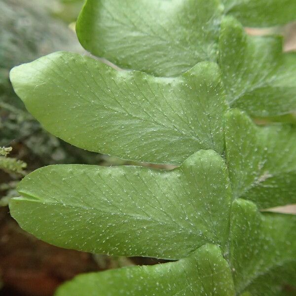 Arthropteris palisotii Blatt