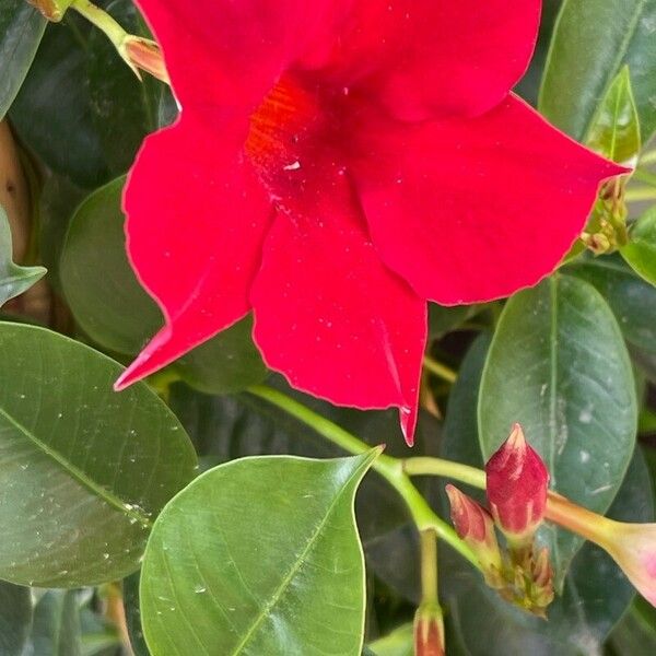 Mandevilla sanderi Floare