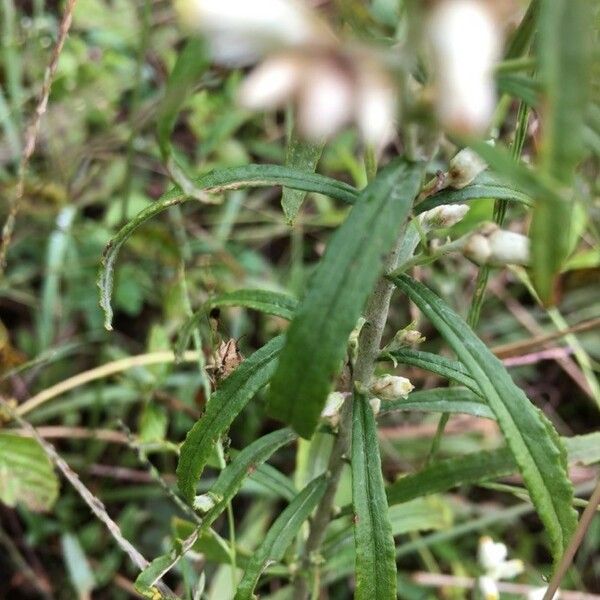 Pseudognaphalium californicum Folha