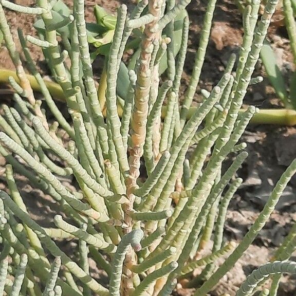 Arthrocaulon macrostachyum Leaf