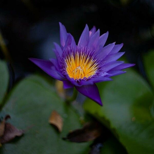 Nymphaea nouchali Floare