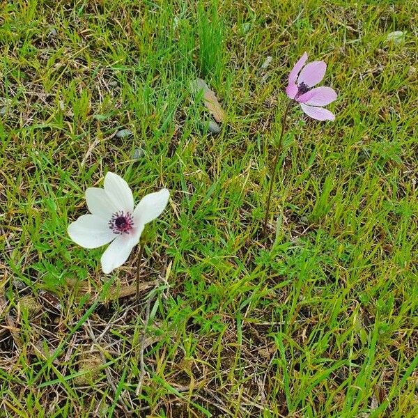 Anemone coronaria Bloem