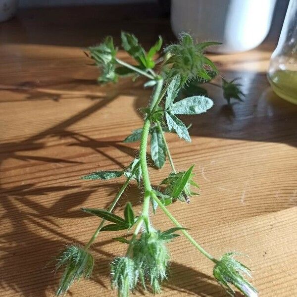 Malva setigera Leaf