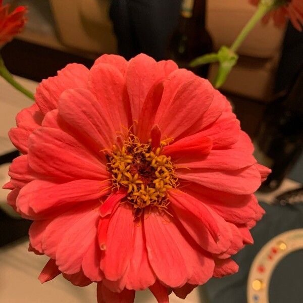 Zinnia elegans പുഷ്പം