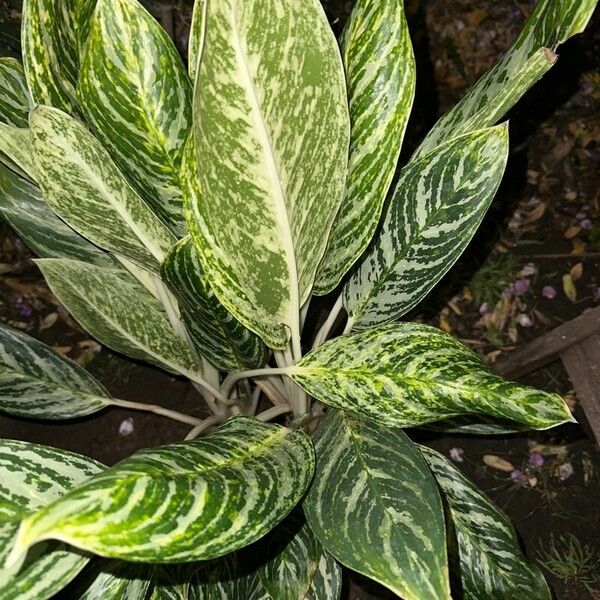 Aglaonema commutatum برگ