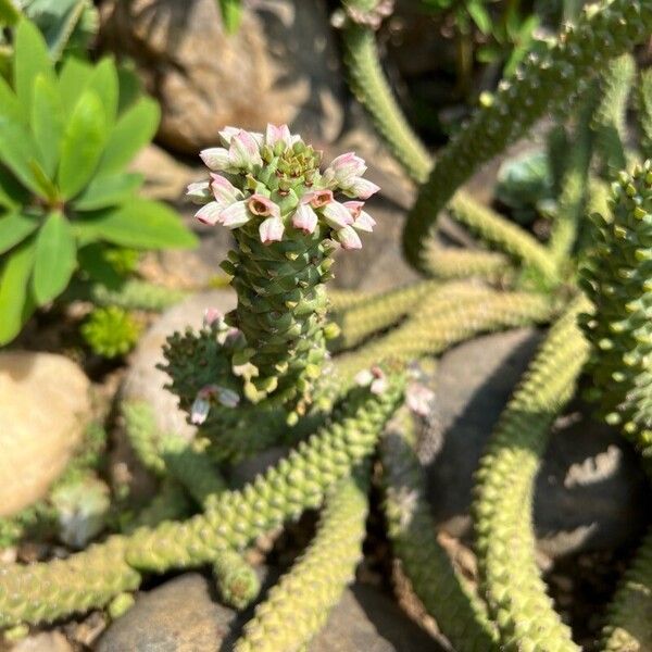 Euphorbia guentheri പുഷ്പം