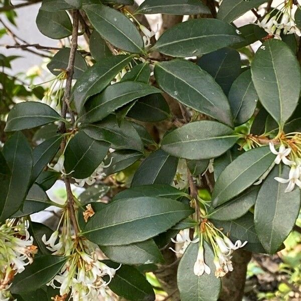 Osmanthus × burkwoodii Лист