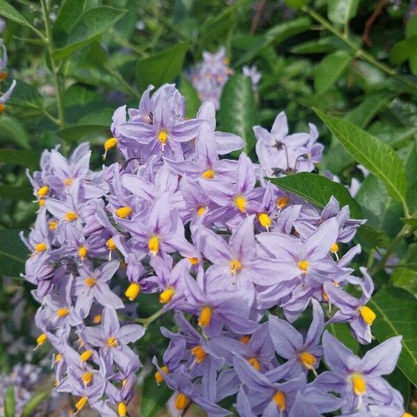 Solanum crispum Цвят