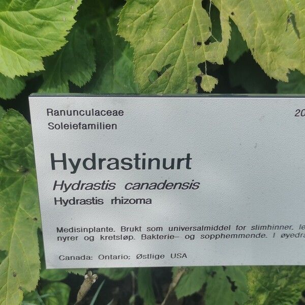 Hydrastis canadensis Folla