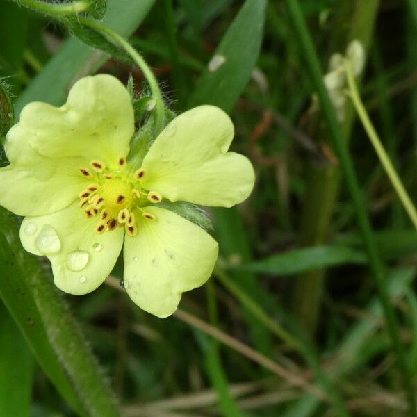 Potentilla recta Çiçek