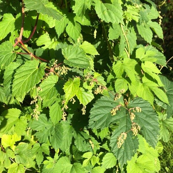 Humulus scandens Leaf