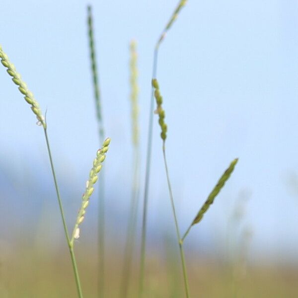 Urochloa dictyoneura Blüte