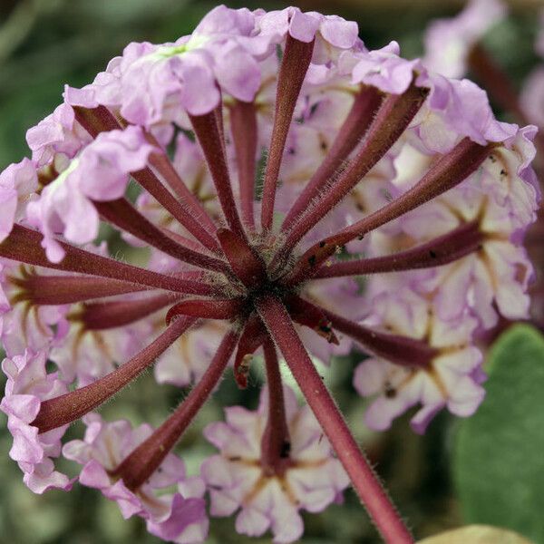 Abronia umbellata Flower