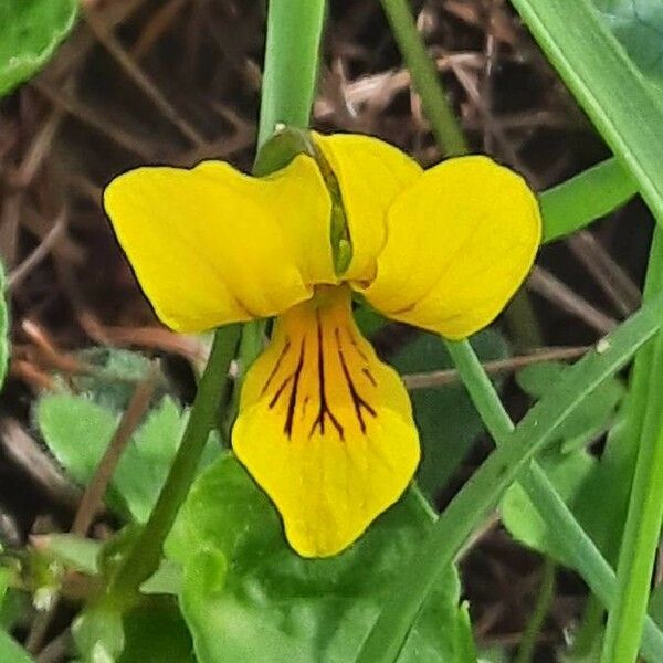 Viola biflora Blüte