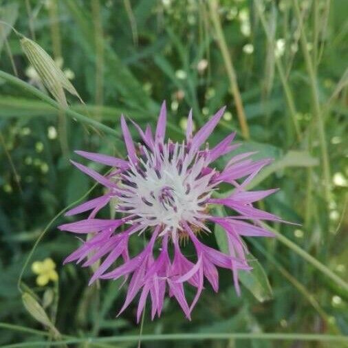 Centaurea napifolia Blomst