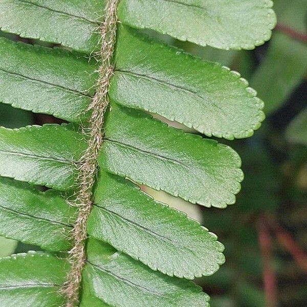 Nephrolepis cordifolia Folha