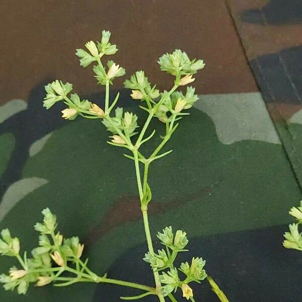 Scleranthus annuus Žiedas