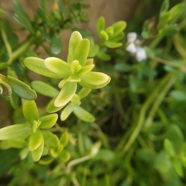 Bacopa monnieri Leaf