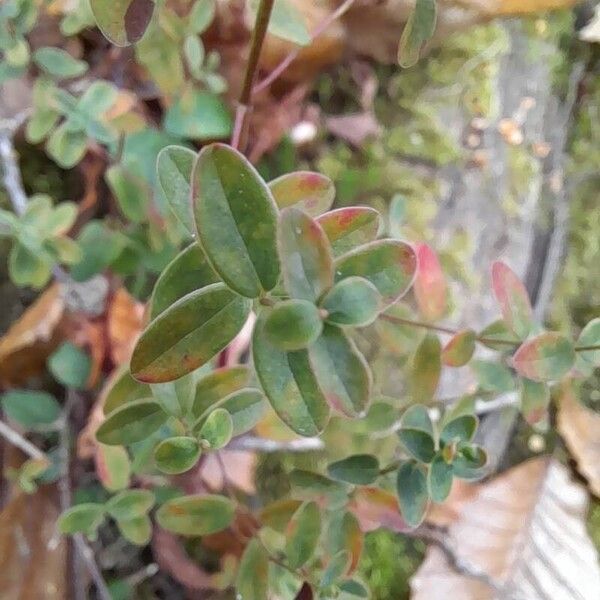 Hypericum pulchrum Leaf