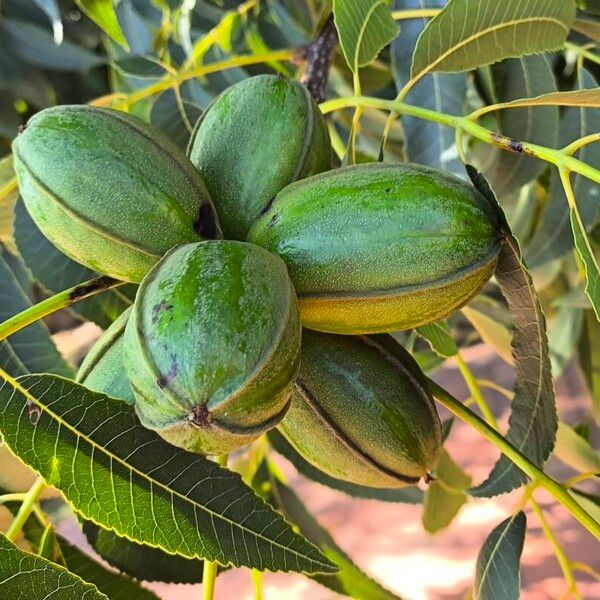 Carya illinoinensis Frucht