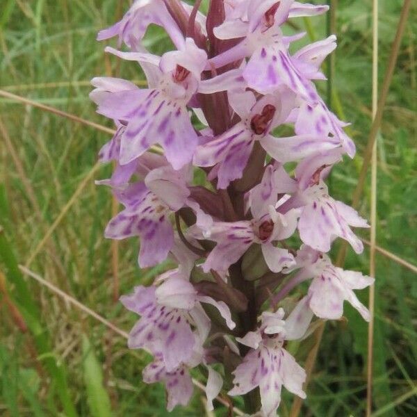 Dactylorhiza fuchsii Цветок