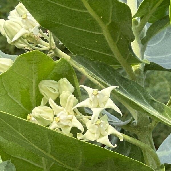 Calotropis gigantea Flower