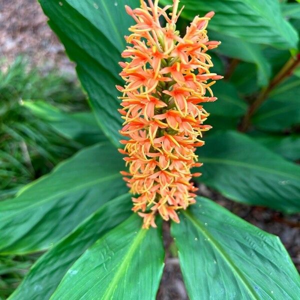 Hedychium densiflorum Flower