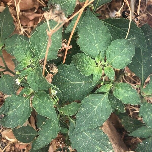 Solanum americanum Ліст