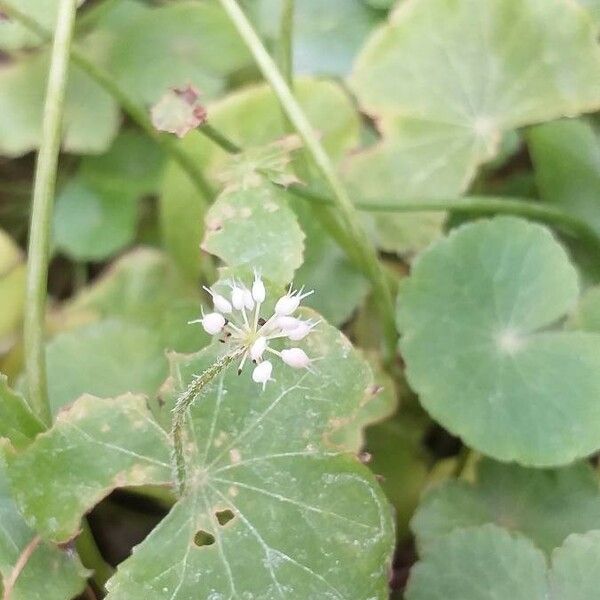 Hydrocotyle leucocephala Flower