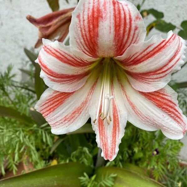 Hippeastrum vittatum Цвят