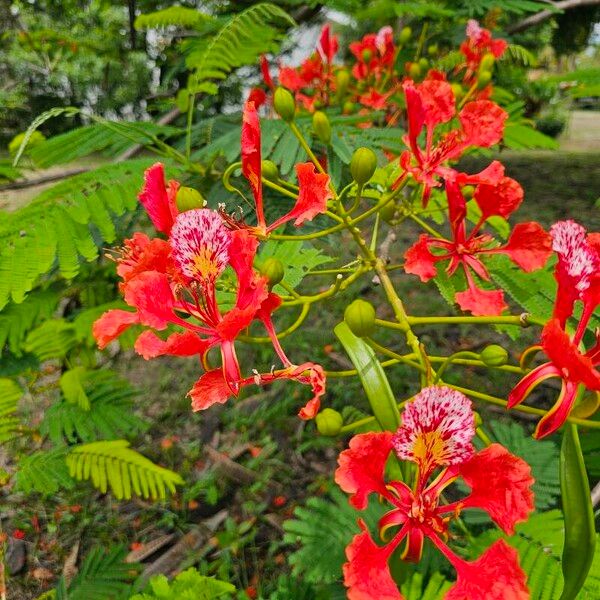 Delonix regia Kukka