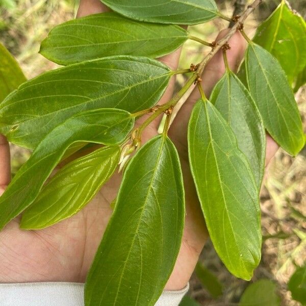 Colubrina glandulosa Fuelha