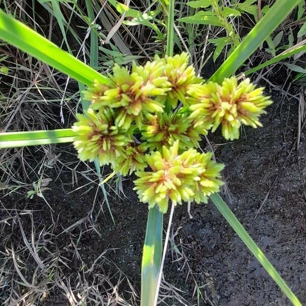 Cyperus eragrostis Kukka