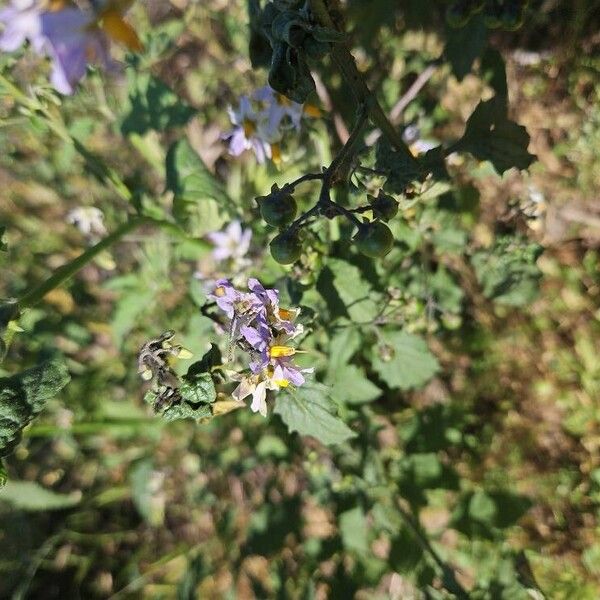 Solanum douglasii Blüte