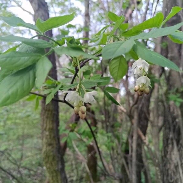 Staphylea pinnata फूल