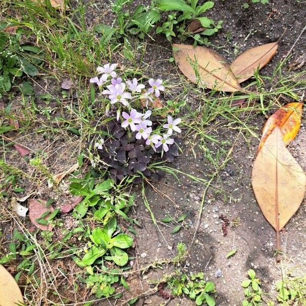 Oxalis violacea Çiçek