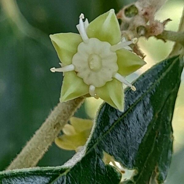 Ziziphus mauritiana Квітка