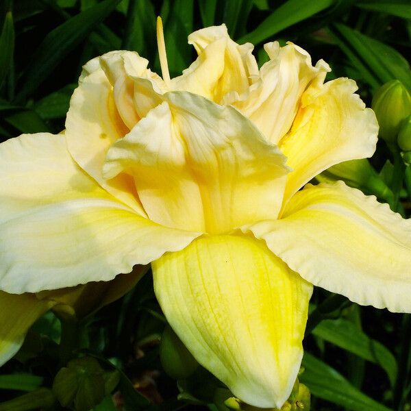 Hemerocallis lilioasphodelus Çiçek