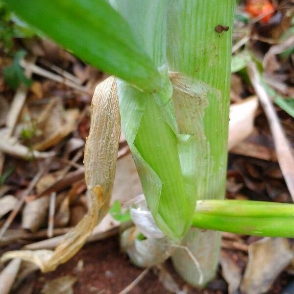 Allium fistulosum Hostoa