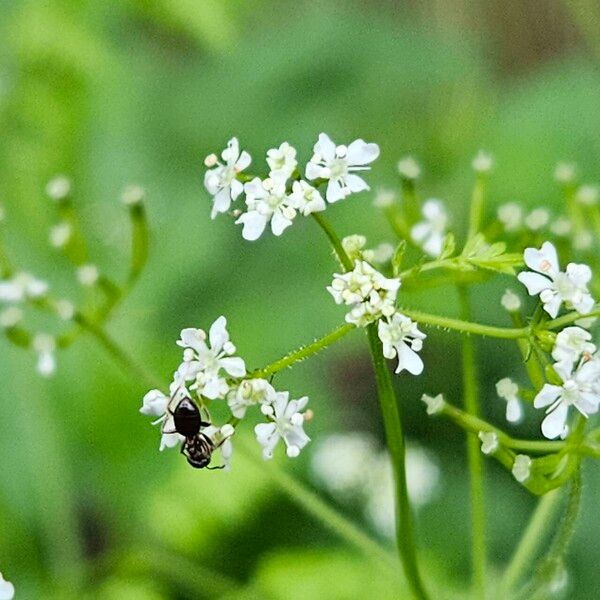 Anthriscus cerefolium 花