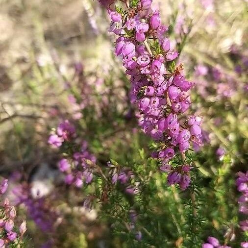 Erica cinerea Lorea