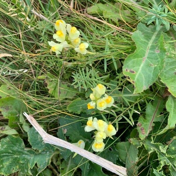 Linaria vulgaris Cvet