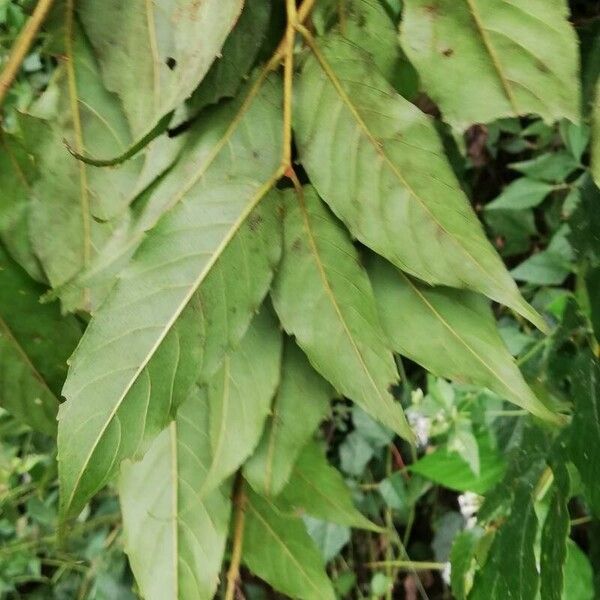 Maesopsis eminii Leaf