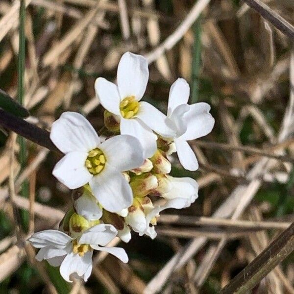 Arabis alpina Blüte