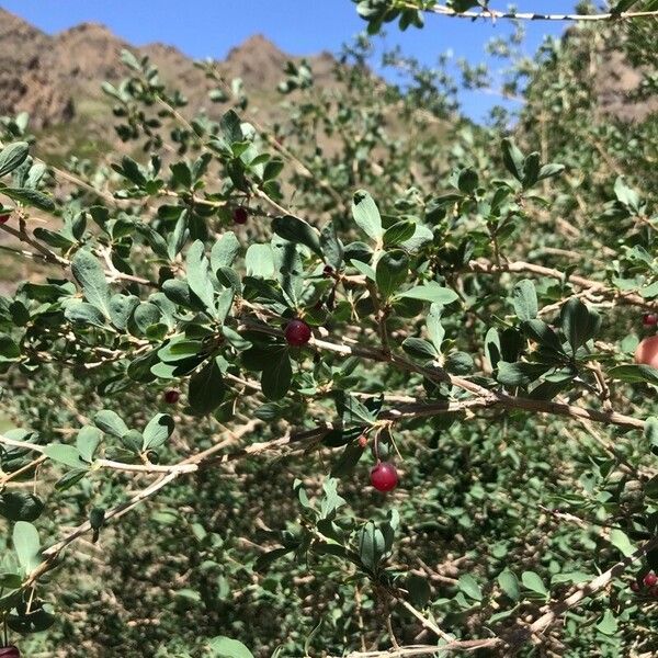 Berberis sibirica Frucht