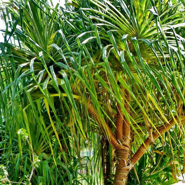 Pandanus tectorius Habit