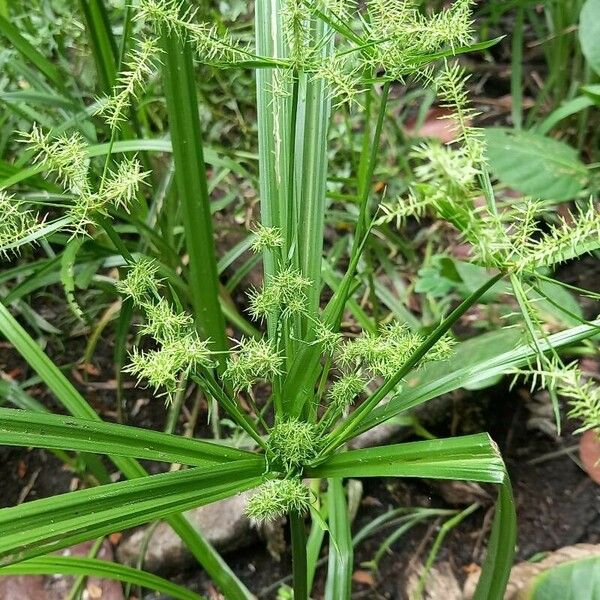 Cyperus odoratus Flower