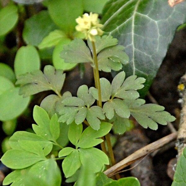 Adoxa moschatellina Лист